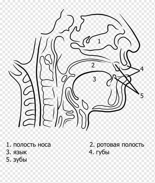 (Схематическое изображение полости рта