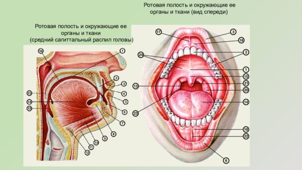 Строение ротовой полости схема