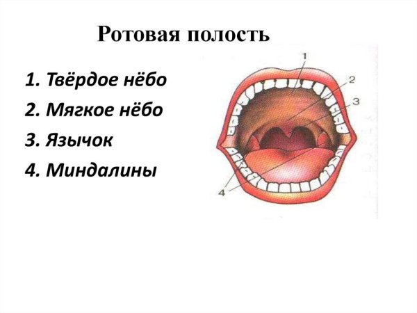 Мягкое небо ротовой полости
