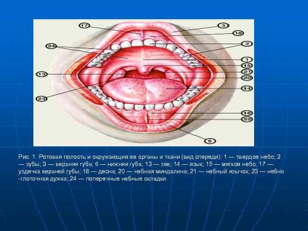 Ротовая полость вид спереди