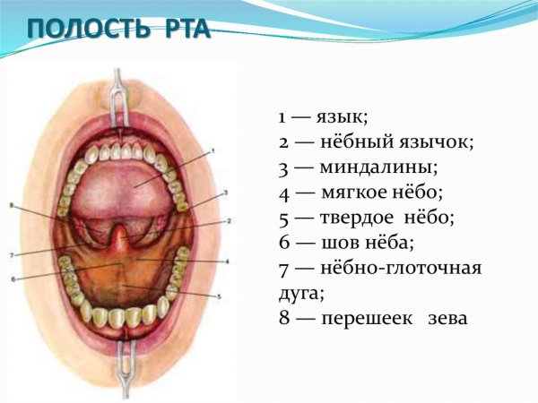 Полость рта вид спереди