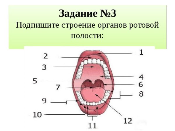 Задания по теме пищеварение в ротовой полости