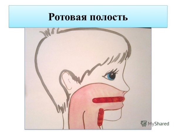 Строение ротовой полости