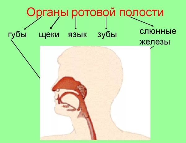 Строение ротовой полости сбоку