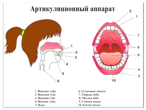 Строение периферического отдела речевого аппарата схема