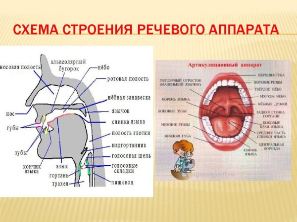 Анатомия человека пищеварительная система ротовая полость