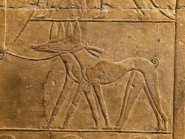 Басенджи на фресках Египта