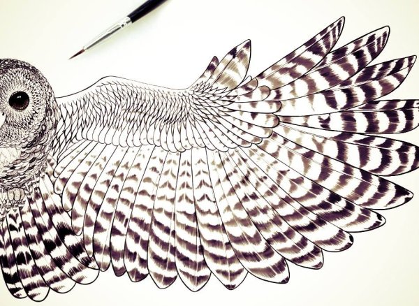 Перья Совы с узорами