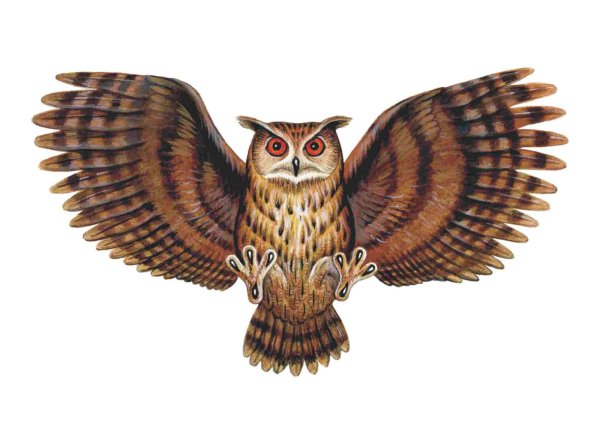 Сова с раскрытыми крыльями