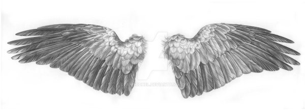 Крыло птицы эскиз