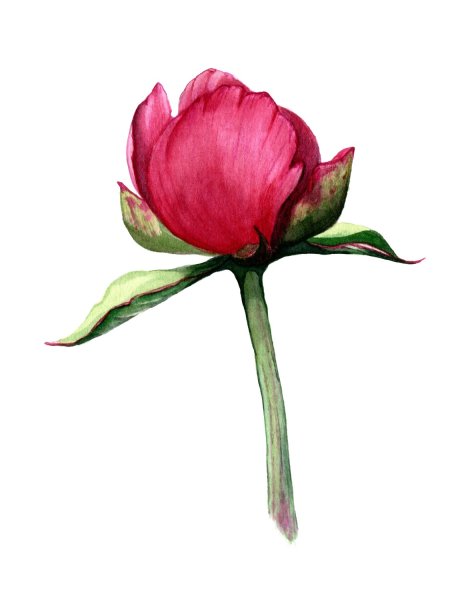 Пионы анатомия