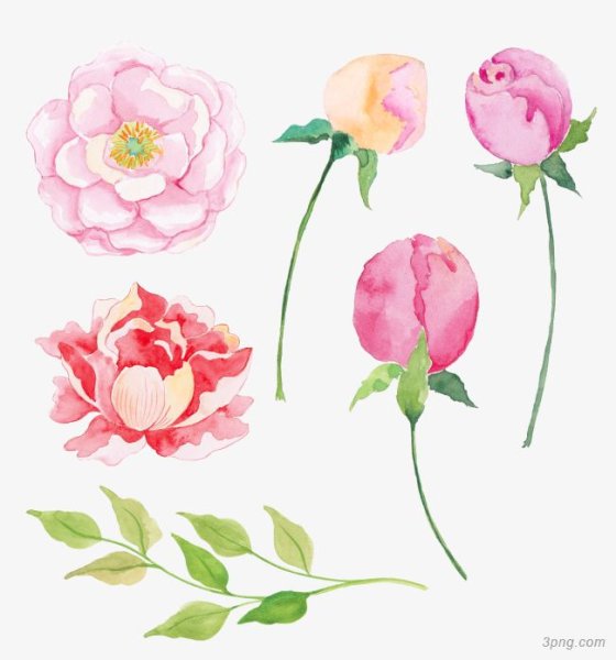 Бутон пиона акварель