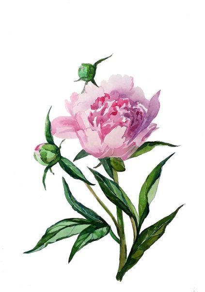 Акварельные пионы бутоны