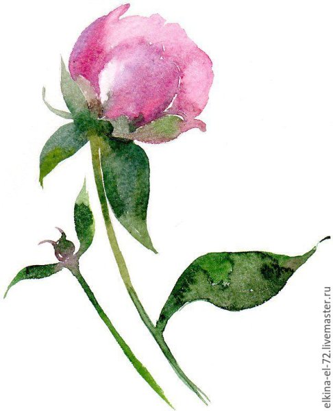 Бутон пиона эскиз