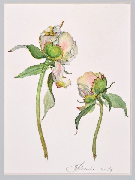 Пион закрытый бутон рисунок