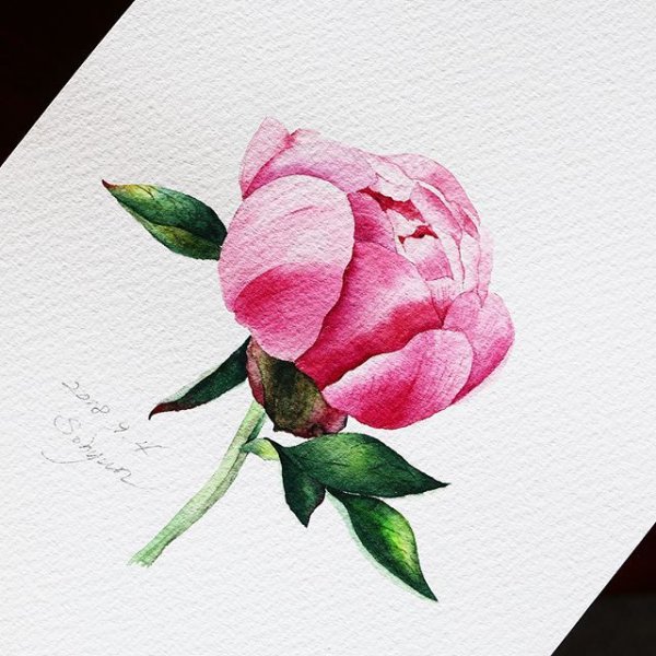 Бутоны пионов