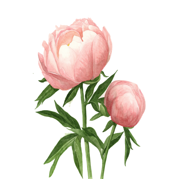 Пион бутон вектор