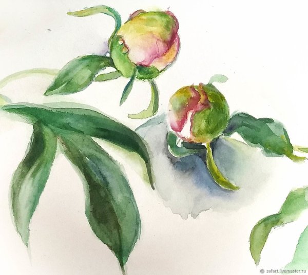 Бутон пиона рисовать