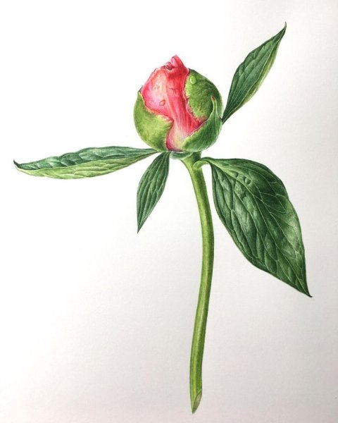 Пион молочноцветковый