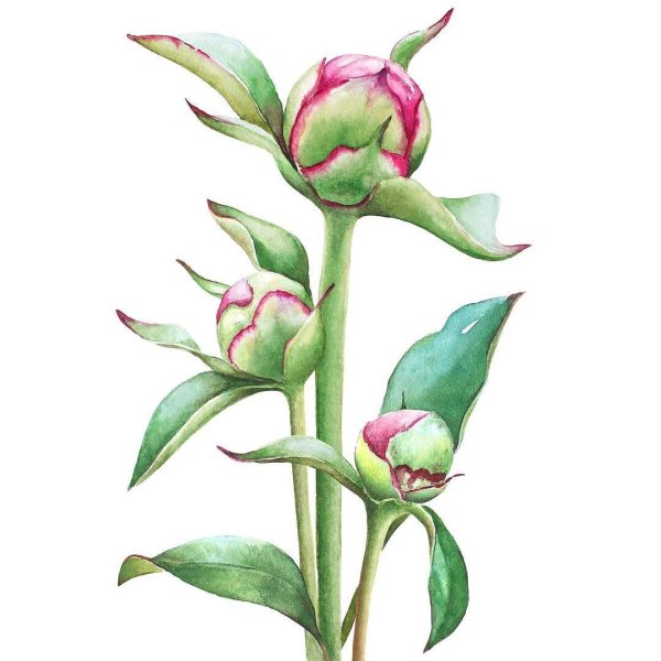 Цветы акварелью зарисовки