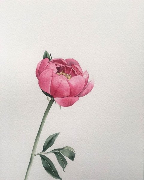 Листья пиона