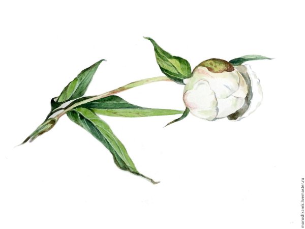 Бутон пиона Ботаническая иллюстрация