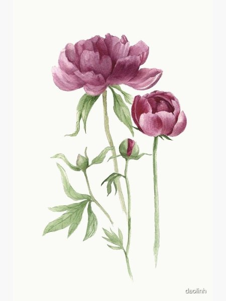 Акварель пион роза акварель