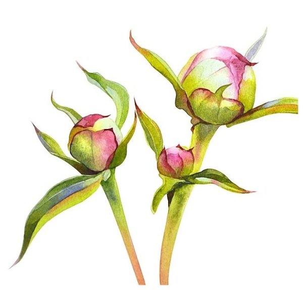 Пион акварель Ботаническая