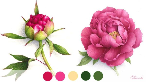 Бутон акварель