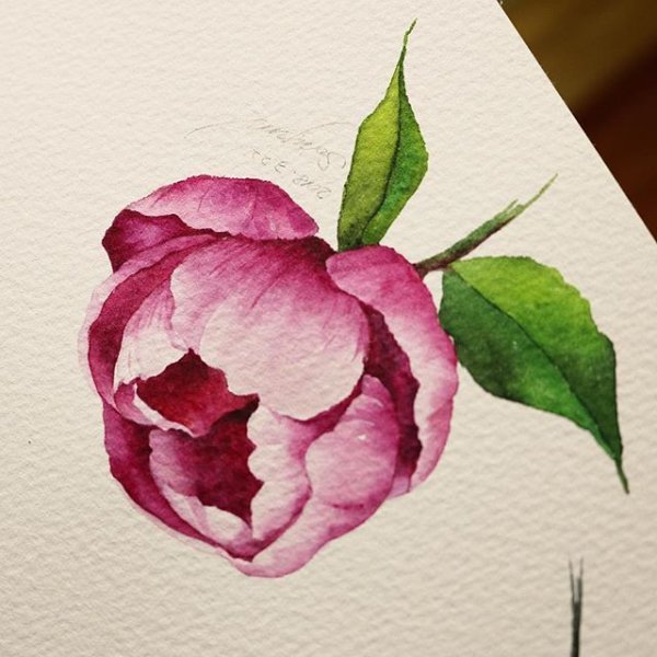 Бутон пиона