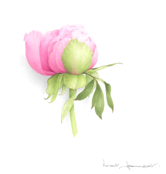 Бутон пиона эскиз