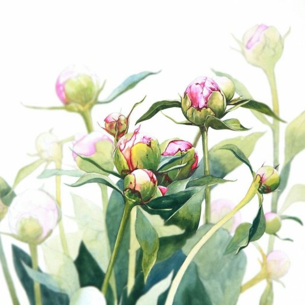 Бутон пиона эскиз