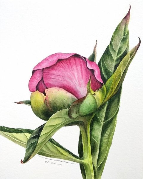 Пионы референс