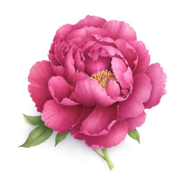 Карен Клюглейн пион акварель