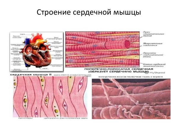 Строение сердечной мышечной ткани
