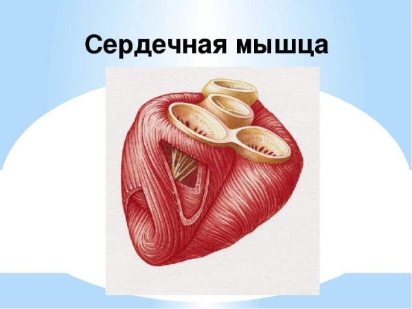 Сердечная мышца миокард рисунок