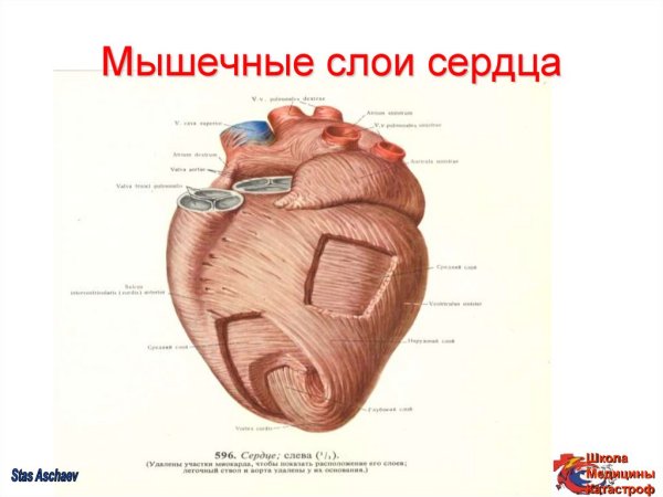 Строение сердечной мышцы анатомия