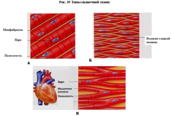 Строение неисчерченной мышечной ткани