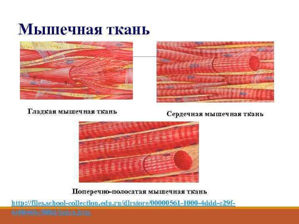 Схема строения гладкой мышечной ткани