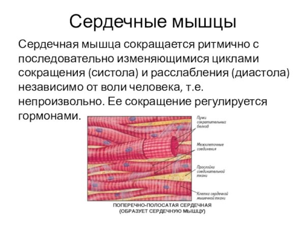 Сердечная мышца миокард