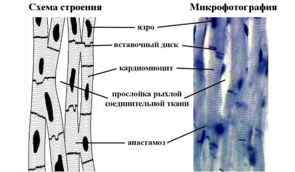 Типы мышечной ткани гладкая поперечно полосатая
