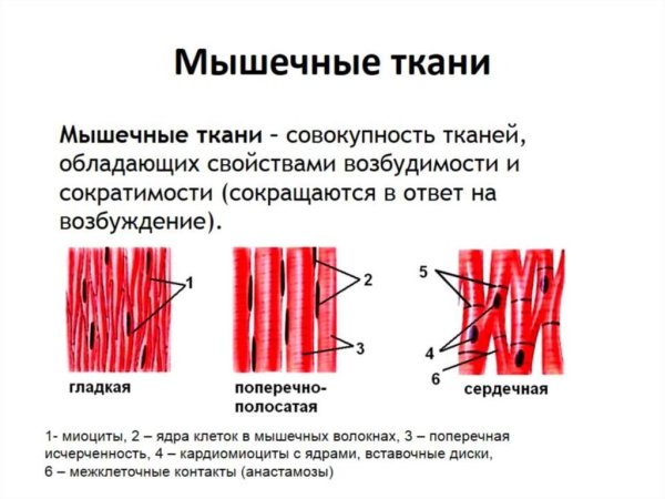 Поперечно полосатая мышечная ткань форма волокна