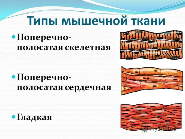 Поперечно полосатая Скелетная сердечная ткань