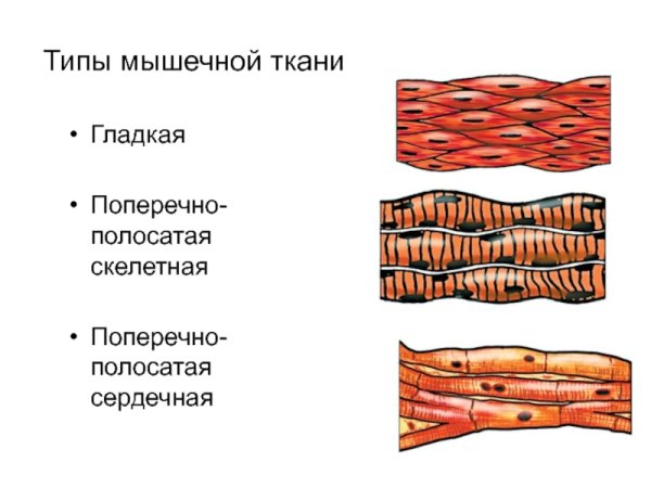 Поперечная исчерченность гладкой мышечной ткани