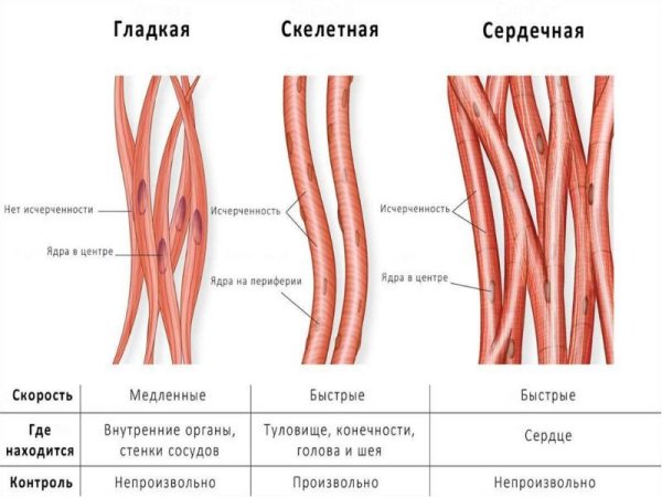 Строение человеческого сердца