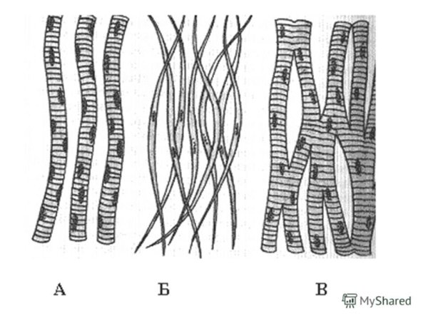 Скелетная сердечная и гладкая мышечная ткань гистология
