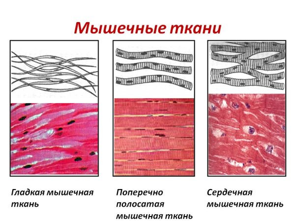 Строение поперечно полосатой сердечной ткани