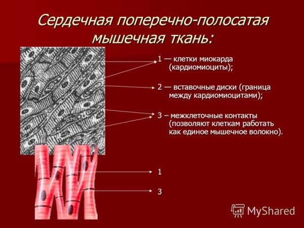 Поперечнополосатая Скелетная мышечная ткань строение