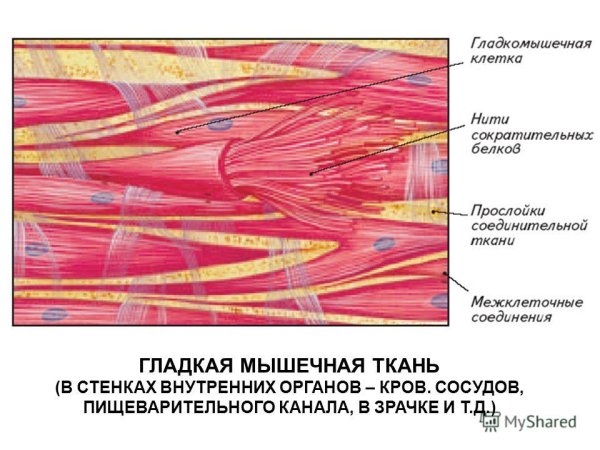 Подсердечная мышца человека