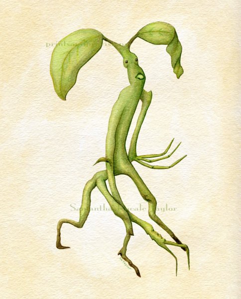 Пикетт Гарри Поттер